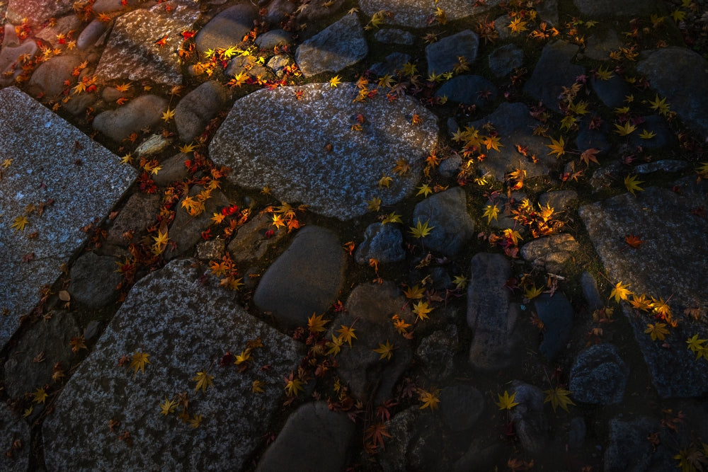 Rock walkway covered with fallen maple tree leaves poster print by Sheila Haddad.