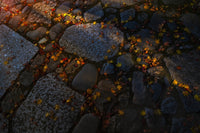 Rock walkway covered with fallen maple tree leaves poster print by Sheila Haddad.