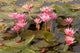 Pink Lotus Flower in the Morning Light art print by Gavriel Jecan, showcasing vibrant petals and soft morning light.