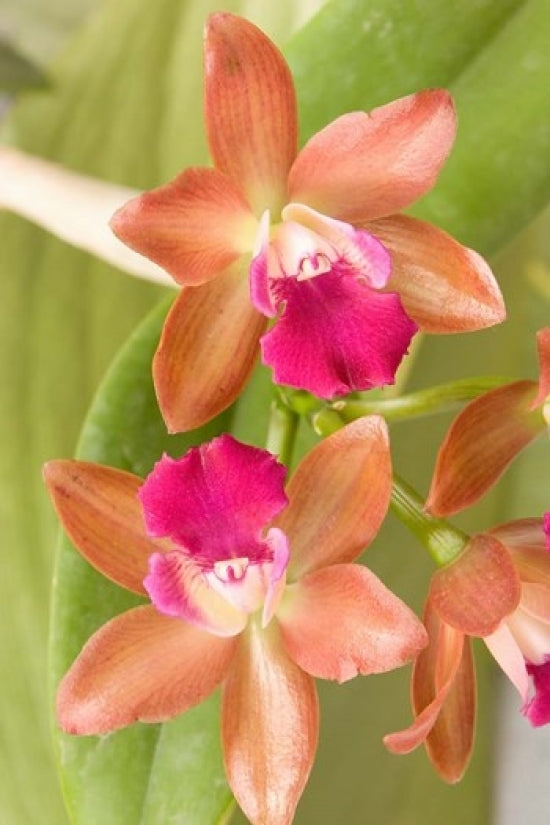 Orchid Blooms in the Spring Poster Print by Gavriel Jecan