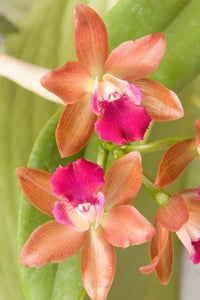 Orchid Blooms in the Spring Poster Print by Gavriel Jecan
