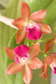 Orchid Blooms in the Spring Poster Print by Gavriel Jecan