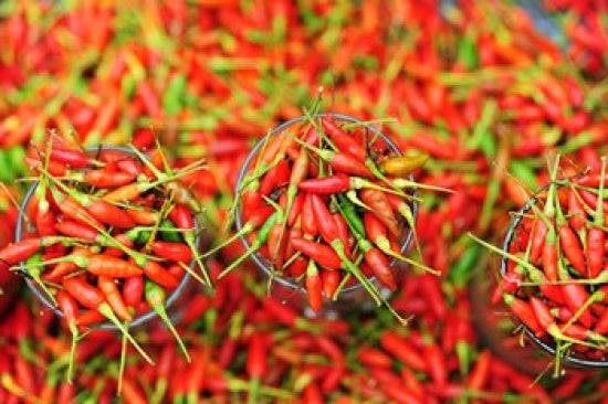 Hot Chili Poster Print from Semporna, Borneo, Malaysia by Anthony Asael