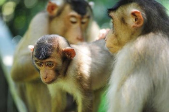 Southern Pig-Tailed Macaque Poster Print from Sepilok, Borneo