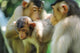 Southern Pig-Tailed Macaque Poster Print from Sepilok, Borneo