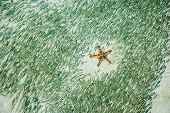 Marine Life Poster Print featuring Knobly Sea Star and Fish from Sipadan, Malaysia.