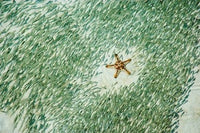 Marine Life Poster Print featuring Knobly Sea Star and Fish from Sipadan, Malaysia.