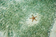 Marine Life Poster Print featuring Knobly Sea Star and Fish from Sipadan, Malaysia.