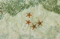 Four Knobby Sea Stars and small fish underwater poster print by Ali Kabas.