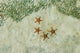 Four Knobby Sea Stars and small fish underwater poster print by Ali Kabas.