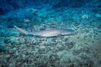 White Tip Reef Shark poster print from Sipadan Island, Malaysia.