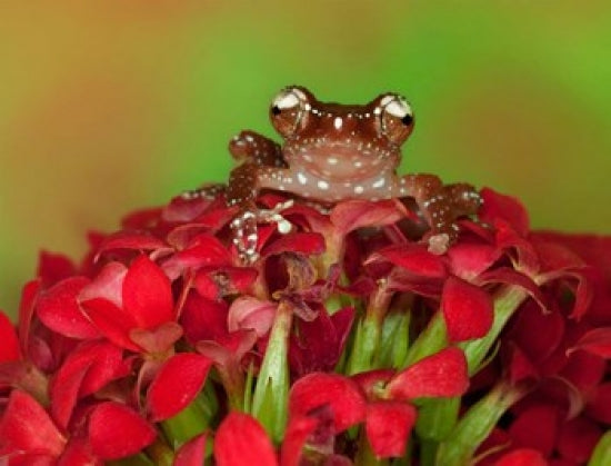 Borneo Cinnamon Tree Frog on red flowers poster print