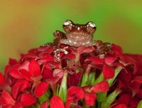 Borneo Cinnamon Tree Frog on red flowers poster print