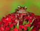 Borneo Cinnamon Tree Frog on red flowers poster print