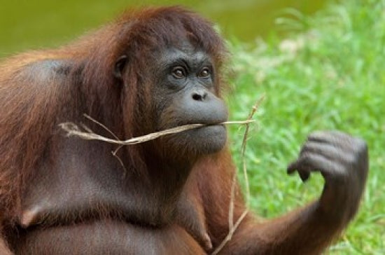 Bornean Orangutan Adult Female Poster Print by Cindy Miller Hopkins showcasing wildlife beauty.