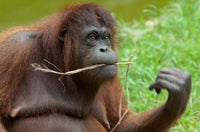 Bornean Orangutan Adult Female Poster Print by Cindy Miller Hopkins showcasing wildlife beauty.