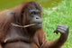 Bornean Orangutan Adult Female Poster Print by Cindy Miller Hopkins showcasing wildlife beauty.
