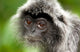 Silver Leaf Monkey Poster Print by Jay Sturdevant showcasing wildlife from Borneo.