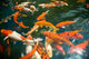 Ornament Koi Fish Poster Print - Shopping Mall Pond in Melaka by Stuart Westmorland