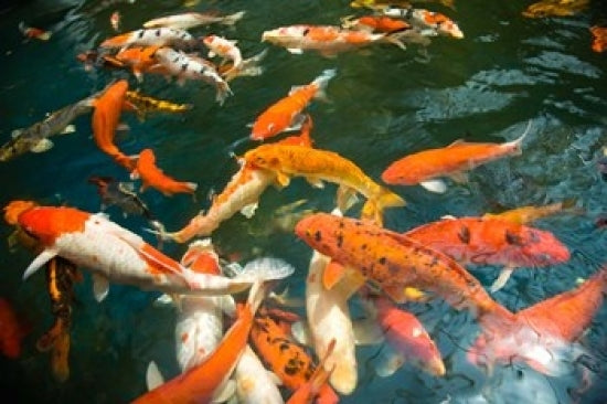 Ornament Koi or Common Carp Poster Print by Stuart Westmorland, showcasing vibrant colors and patterns.