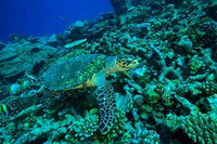 Sea Turtle poster print showcasing the Southern Maldives in the Indian Ocean by Stuart Westmorland.