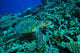 Sea Turtle poster print showcasing the Southern Maldives in the Indian Ocean by Stuart Westmorland.