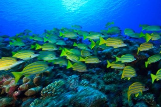 Schooling Bluestripped Snappers Poster Print by Stuart Westmorland featuring vibrant underwater photography.