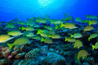 Schooling Bluestripped Snappers Poster Print by Stuart Westmorland featuring vibrant underwater photography.
