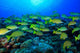 Schooling Bluestripped Snappers Poster Print by Stuart Westmorland featuring vibrant underwater photography.