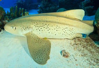 South Huvadhoo Atoll Poster Print by Stuart Westmorland, showcasing vibrant tropical landscapes.