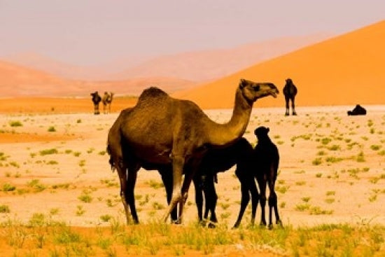 Oman Rub Al Khali desert camels mother and calves poster print