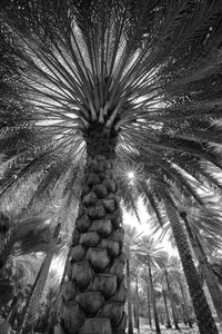 Midday Sun in Palm Trees Fine Art Print by Tom Norring