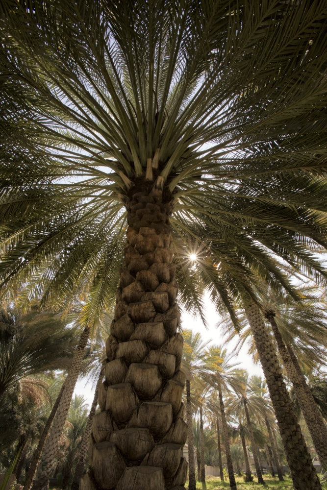 Midday Sun in Palm Trees Art Print by Tom Norring, showcasing lush palm trees and tropical scenery.