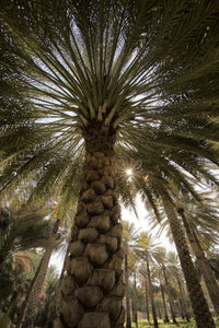 Midday Sun in Palm Trees Art Print by Tom Norring, showcasing lush palm trees and tropical scenery.