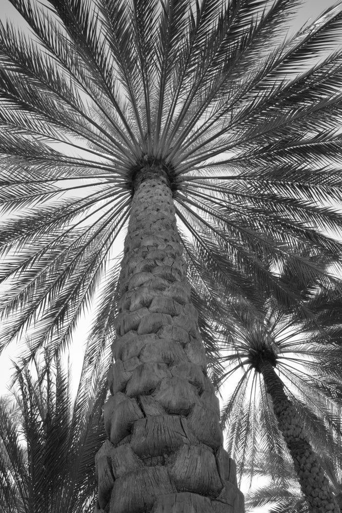 Palm Tree from Below - Oman Poster Print by Tom Norring
