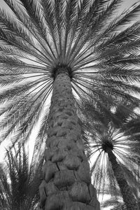 Palm Tree from Below - Oman Poster Print by Tom Norring