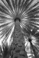 Palm Tree from Below - Oman Poster Print by Tom Norring