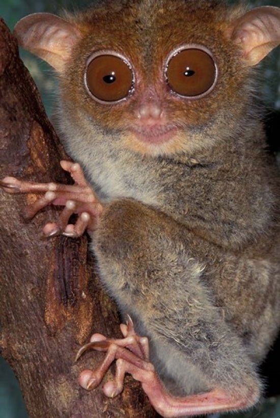Asia Tarsier Poster Print showcasing a unique primate by Art Wolfe