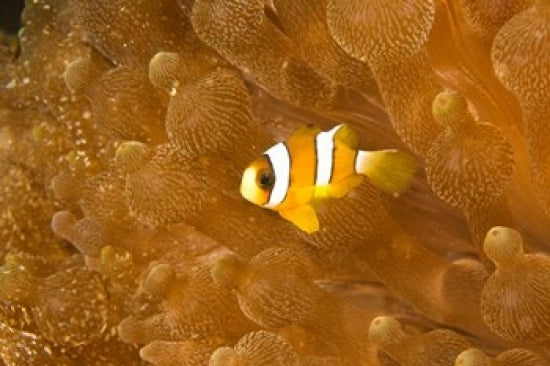 Clark's Anemonefish poster print by Stuart Westmorland showcasing vibrant marine life.