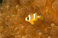 Clark's Anemonefish poster print by Stuart Westmorland showcasing vibrant marine life.