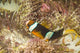 Clark's Anemonefish Poster Print by Stuart Westmorland showcasing vibrant underwater photography.