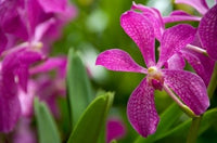 Singapore National Orchid Garden Poster Print by Cindy Miller Hopkins, showcasing vibrant orchids and lush greenery.