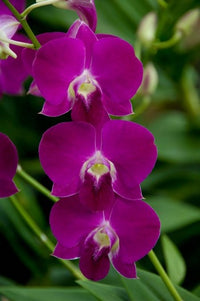 Pink Orchids Poster Print from Singapore National Orchid Garden by Cindy Miller Hopkins