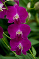 Pink Orchids Poster Print from Singapore National Orchid Garden by Cindy Miller Hopkins