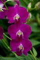 Singapore National Orchid Garden Pink Orchids Poster Print by Cindy Miller Hopkins