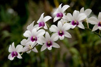 White Orchids Poster Print from Singapore National Orchid Garden by Cindy Miller Hopkins