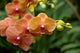 Peach Orchids Poster Print from Singapore National Orchid Garden