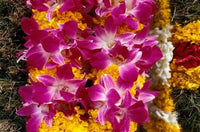 Asia Singapore Flowers for Sale Poster Print by Todd Gipstein