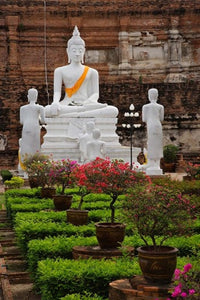 White Buddha at Wat Yai Chaya Mongkol Poster Print featuring serene Thai temple art