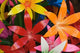 Star shaped carved wooden flowers at market in Bo Sang, Chiang Mai, Thailand Poster Print